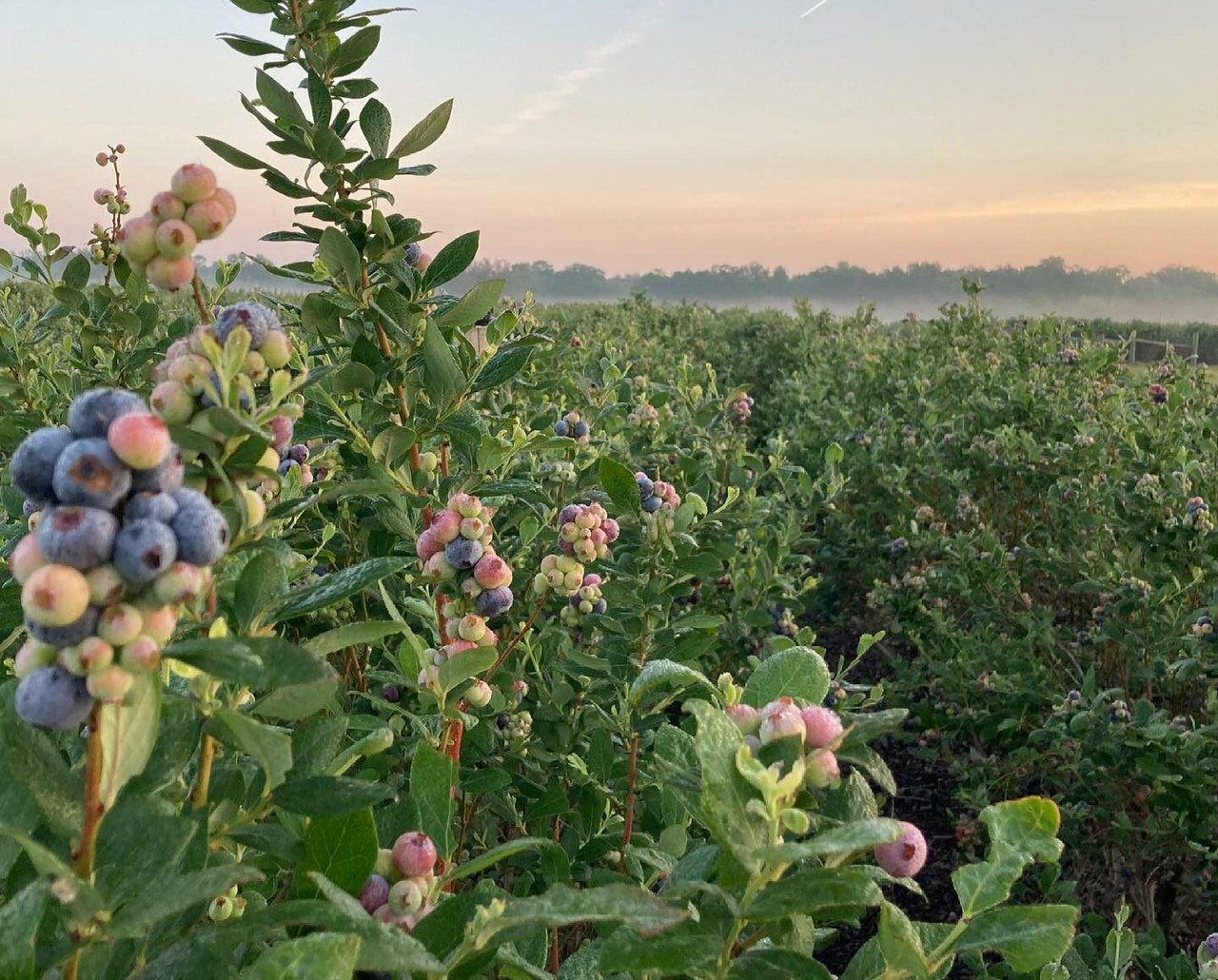 Here Are 7 UPick Blueberry Farms In Florida To Visit