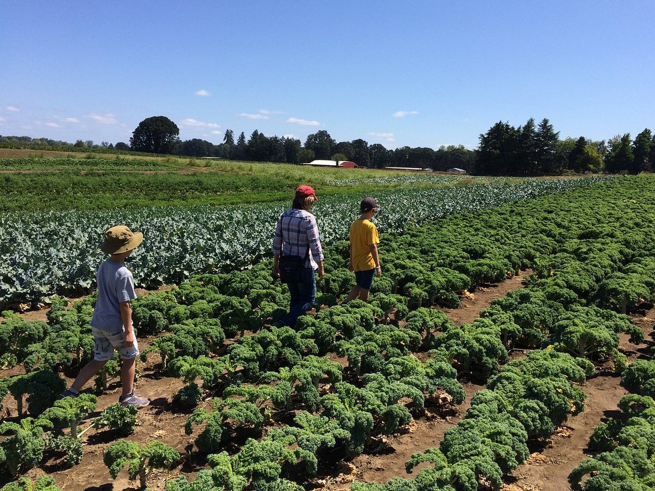 this-sauvie-island-farm-offers-marionberry-u-pick-in-oregon