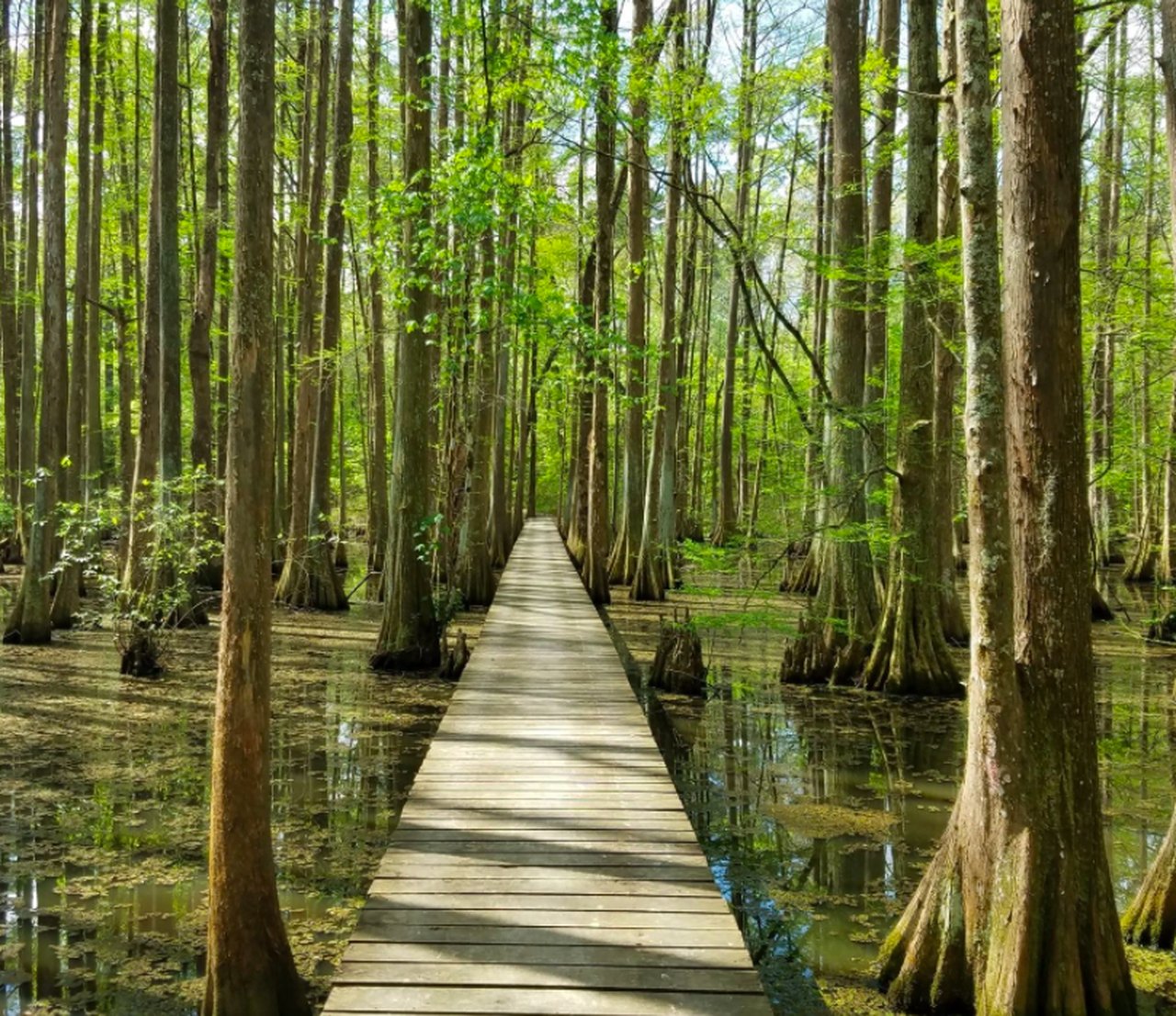 The Trail At Chicot State Park Will Lead You On An Enchanting Journey