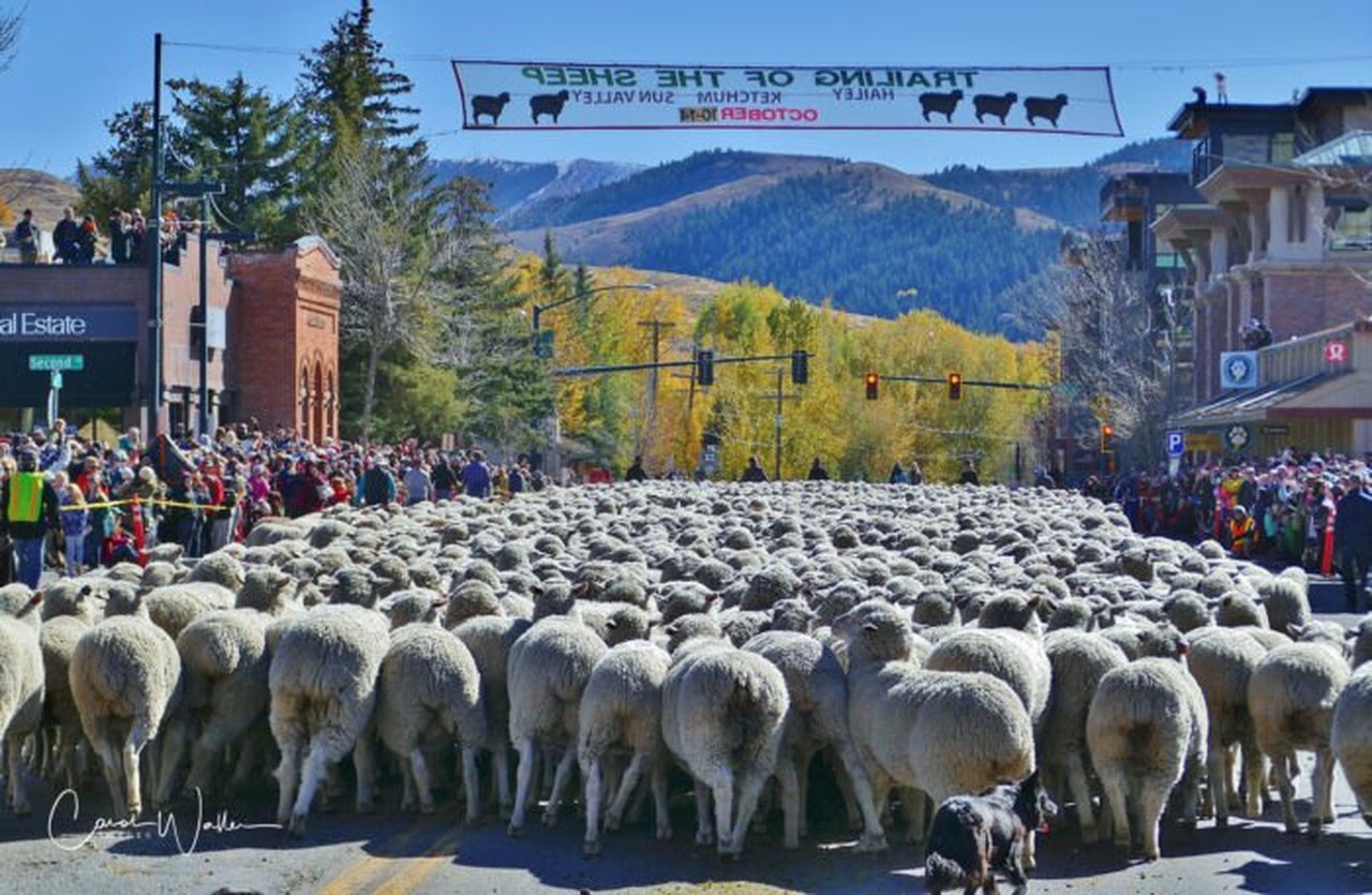 Don't Miss The 25th Annual Trailing Of The Sheep Festival In Idaho