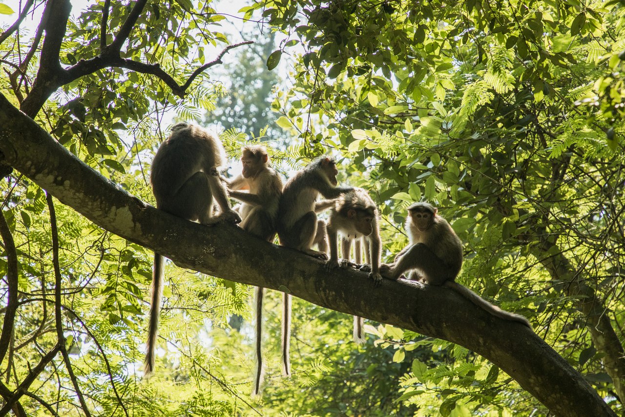 monkey island sc tours