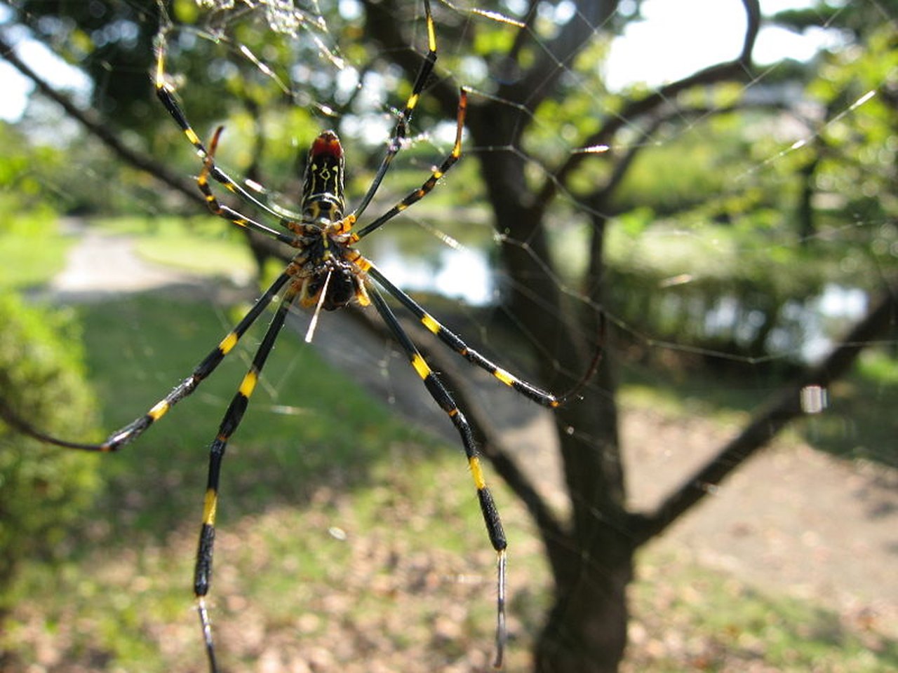 Invasive spider species makes 1st U.S. appearance