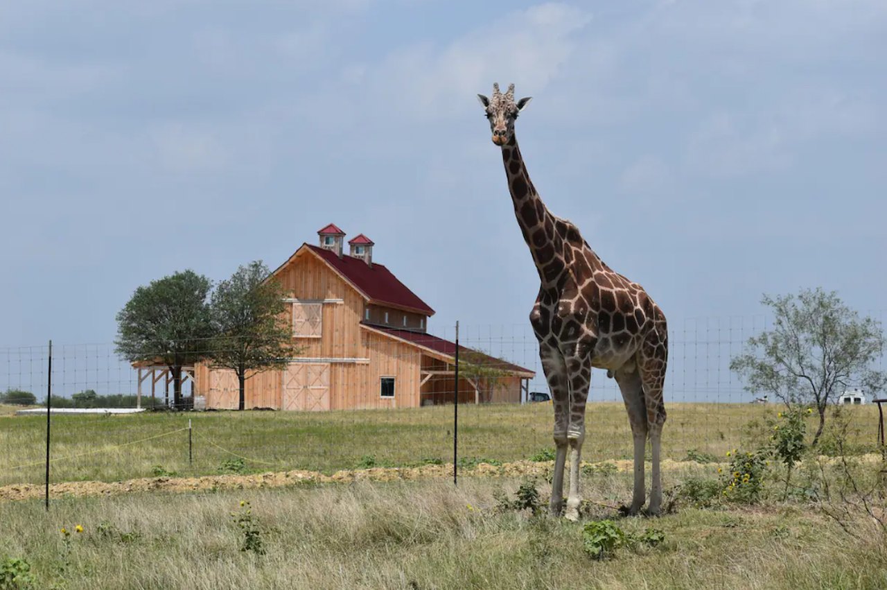 giraffe safari in texas