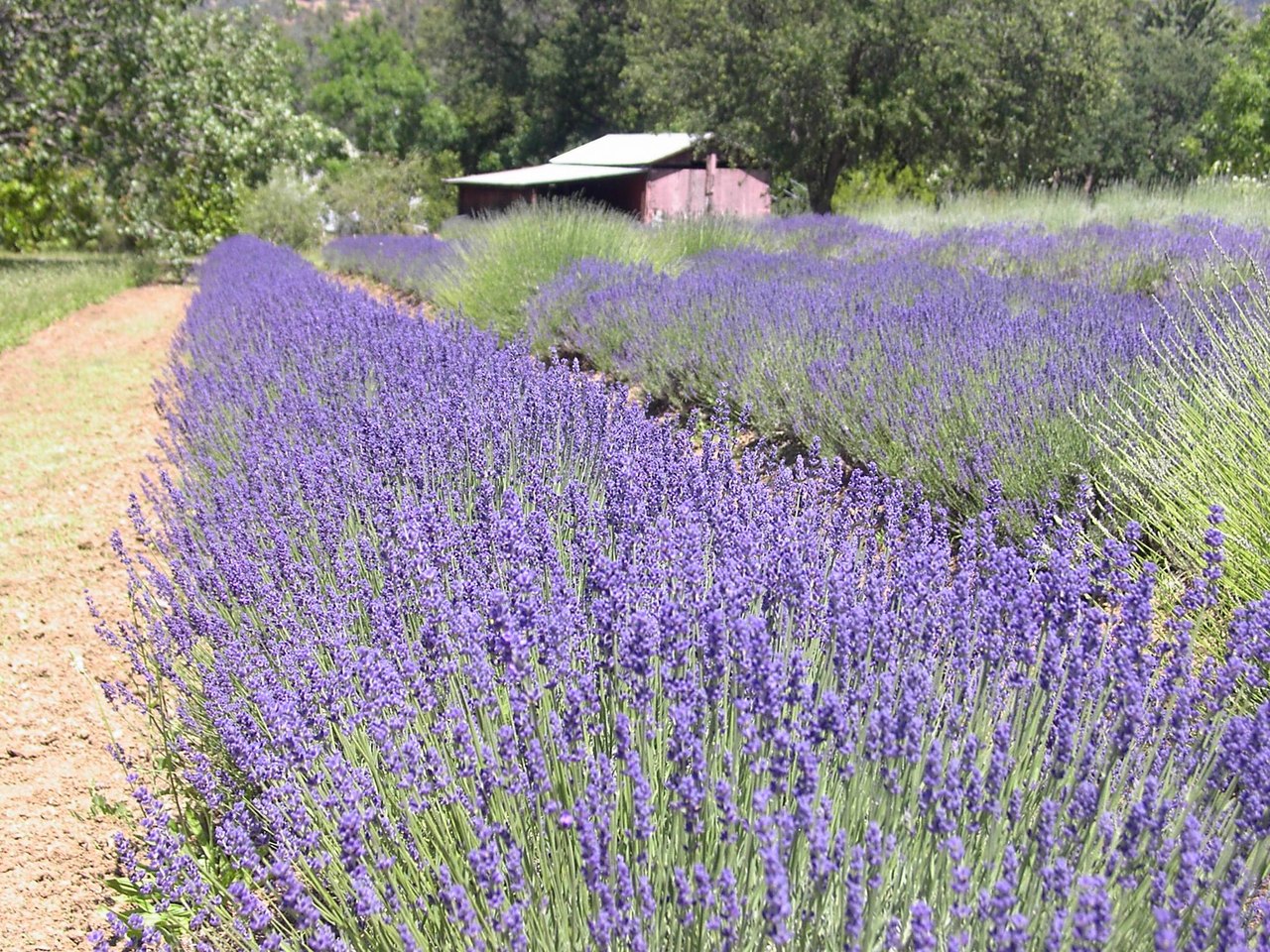 Check Out The Cache Creek Lavender Festival In Northern California