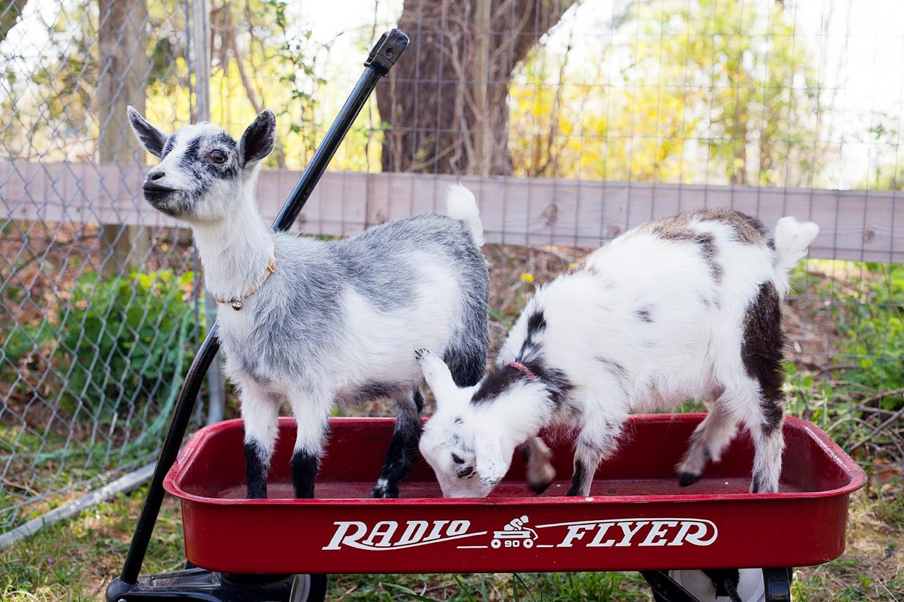Snuggle With Goats On This Unique Adventure in Rhode Island