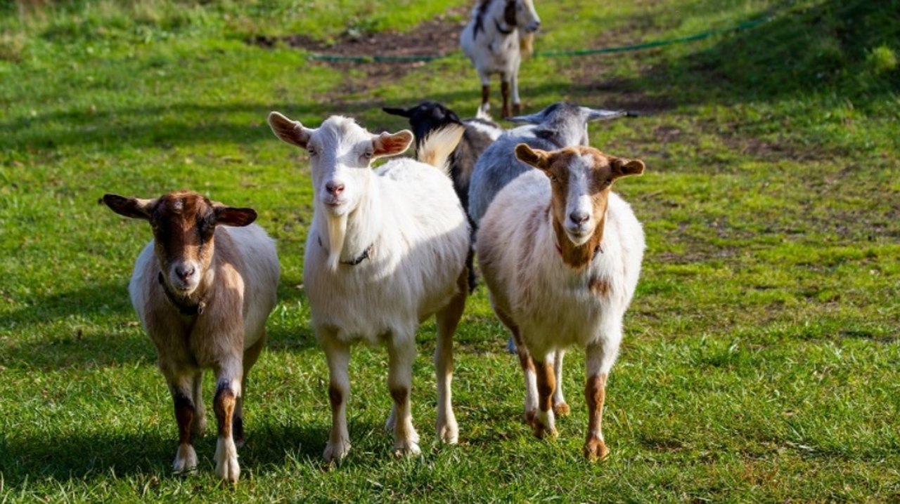 Hike With Goats At This Farm In Pennsylvania