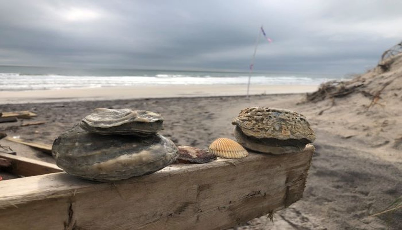 Take A Fossil Beach Adventure In North Carolina At Topsail Beach