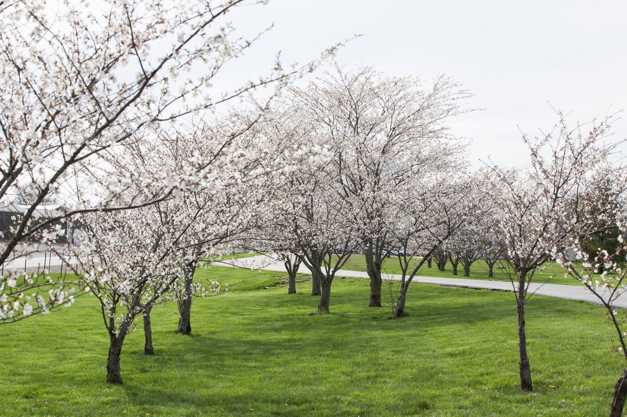 Celebrate Spring At This Cherry Blossom Festival In Missouri