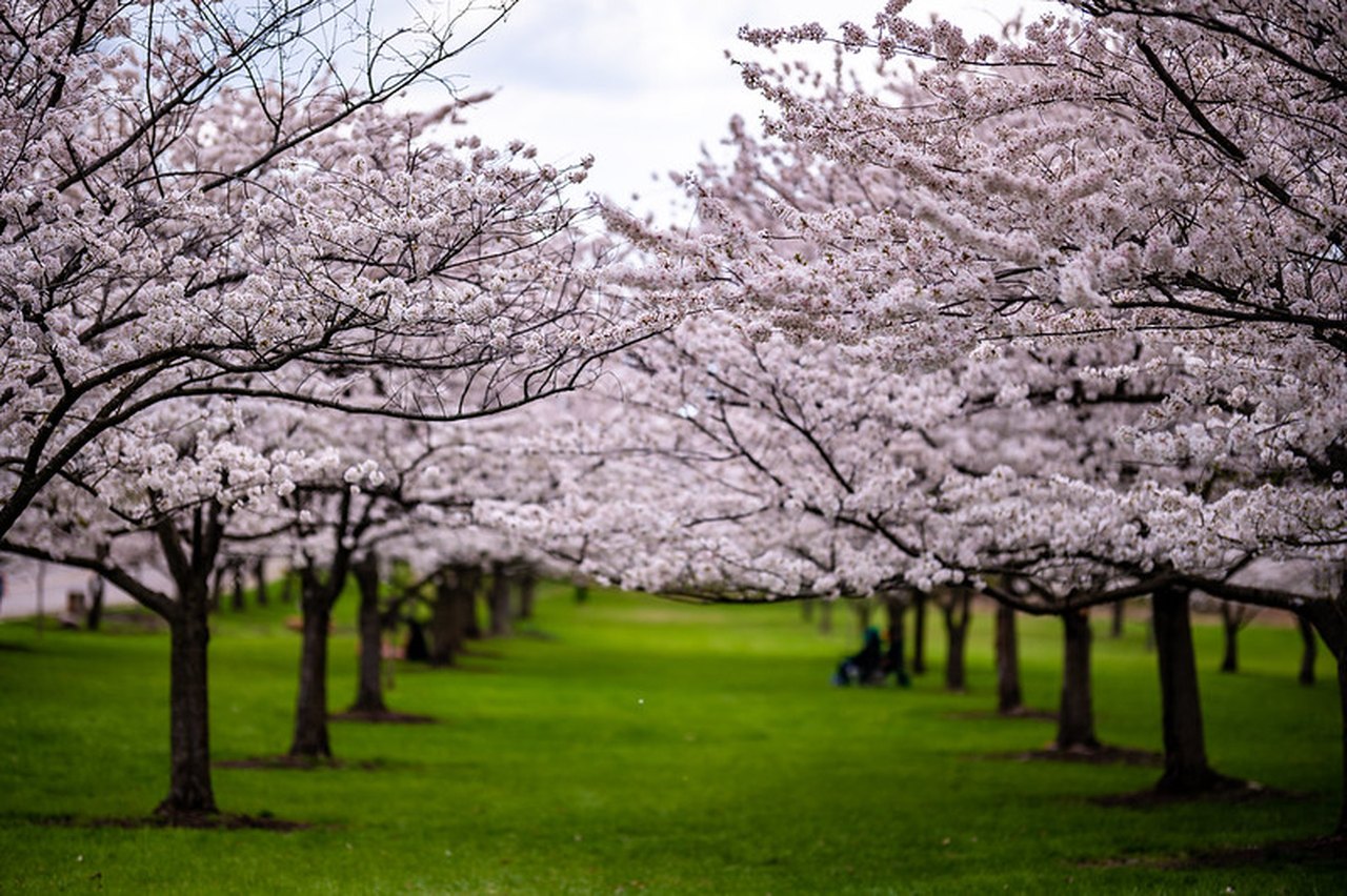 See Cherry Blossoms In Bloom In The Cleveland Metroparks