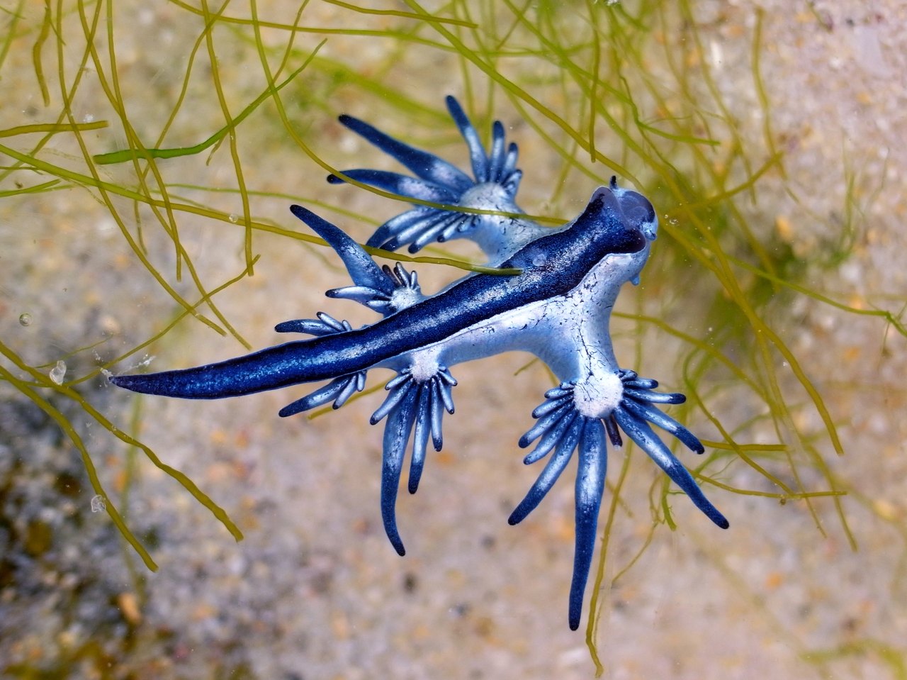 Морской Голожаберный моллюск дракон