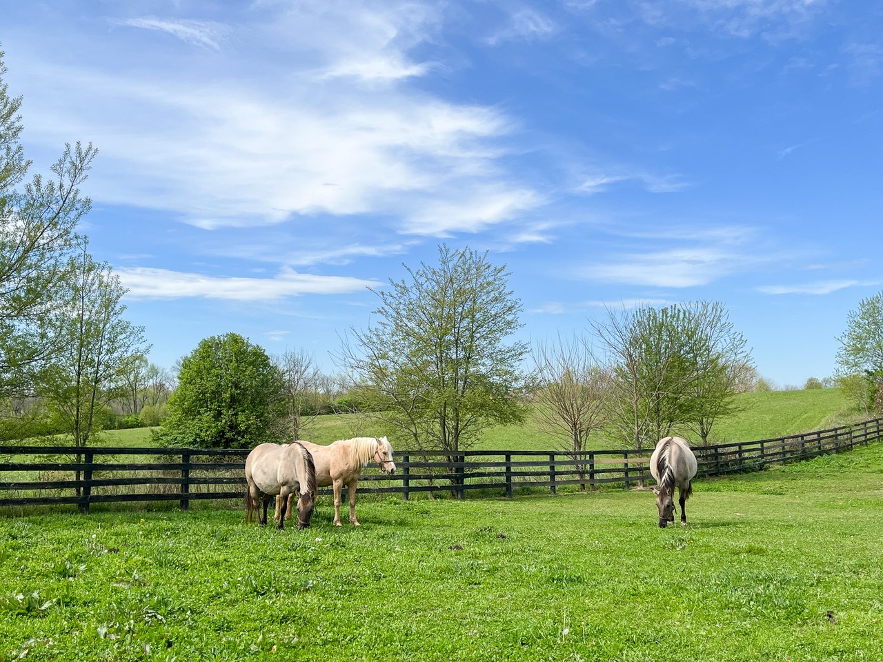 Meet Derby Horses And Enjoy A Relaxing Getaway In Shelby County
