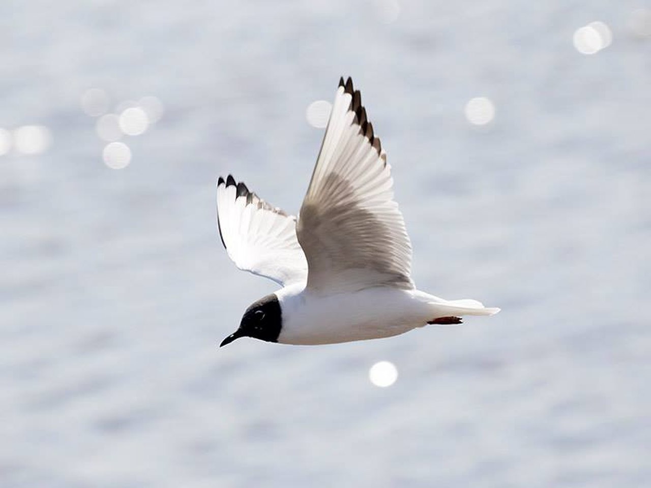 This 142-Mile Trail In Michigan Has Some Of The Best Bird Watching In The State