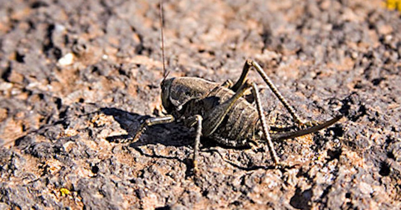 They're Back Mormon Crickets In Nevada