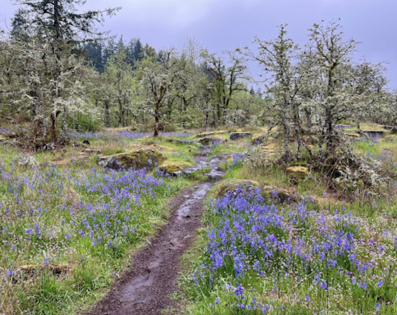 This Oregon Park Is One Of The Best Places To View Summer Wildflowers ...