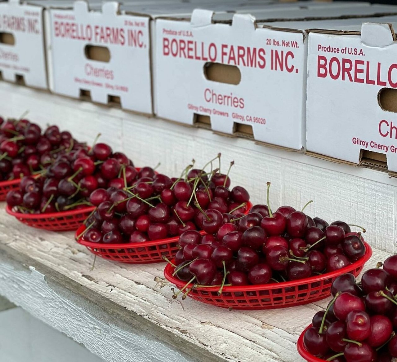 Picking Cherries in New Jersey 