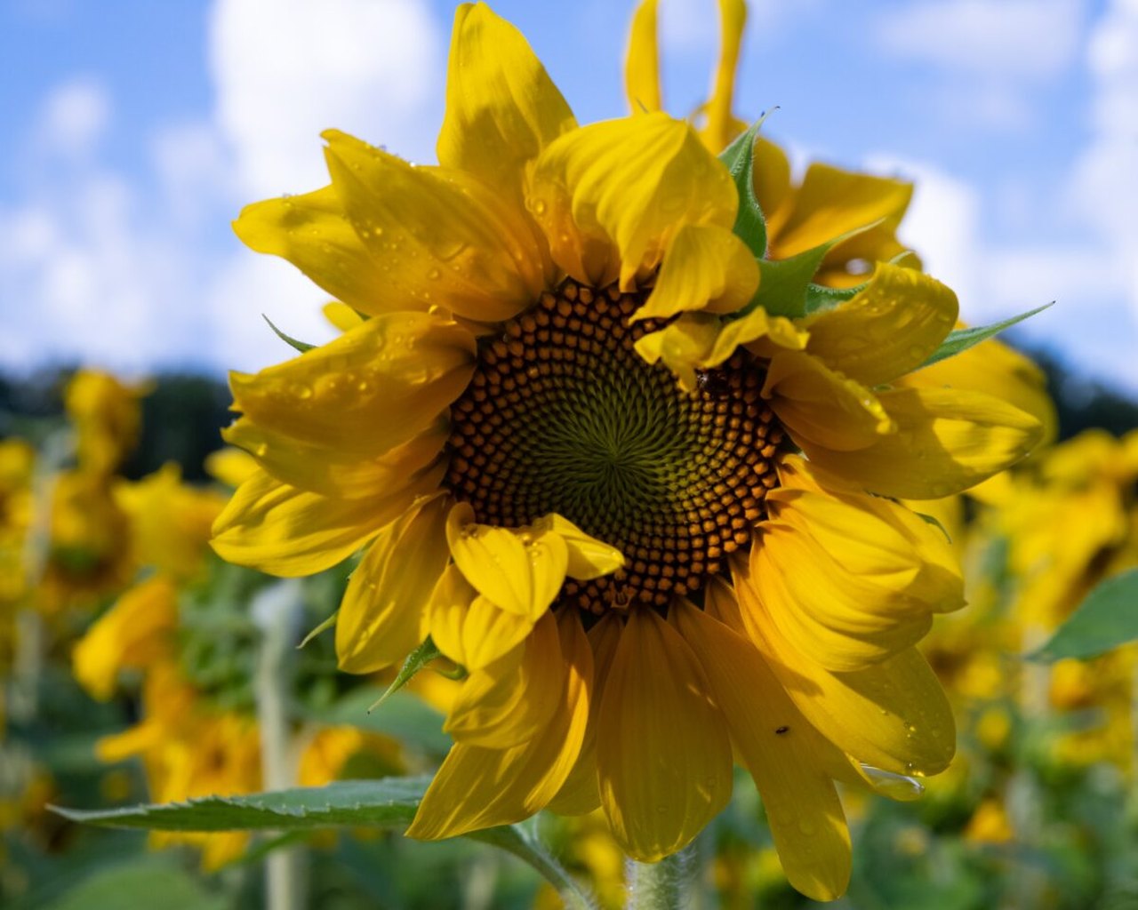 End Of Summer September Sunflower Festival In West Virginia