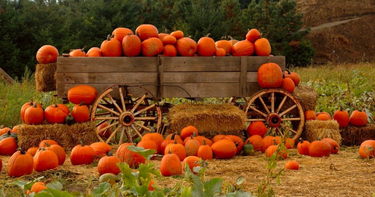 The 8 Best Pumpkin Patches In Oregon For 2023