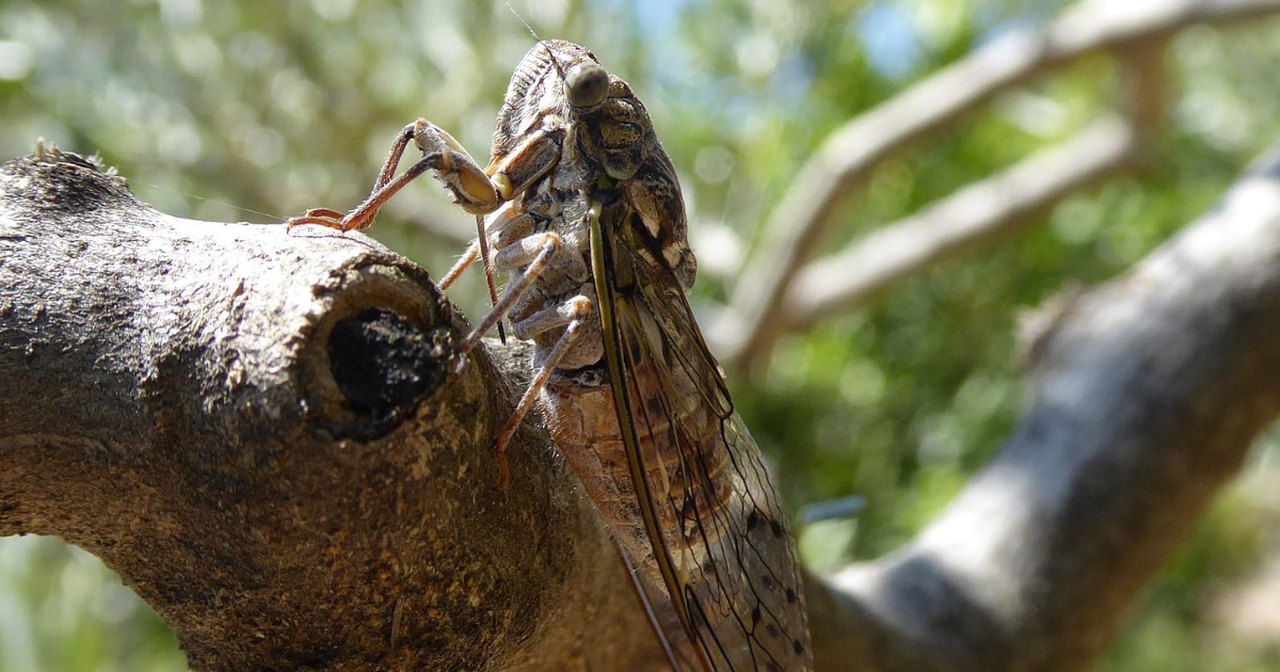 Double Emergence Of Cicadas 2024 In Everything You Need To Know