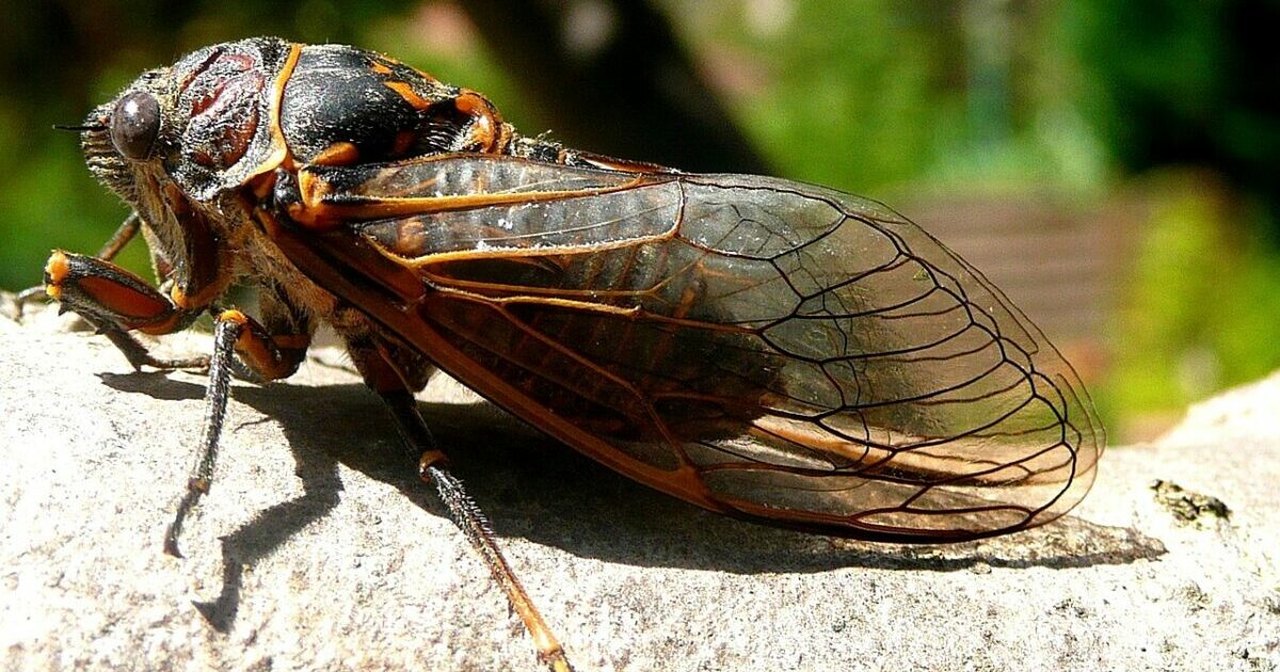 For The First Time In 221 Years, A Rare Double Emergence Of Cicadas Is