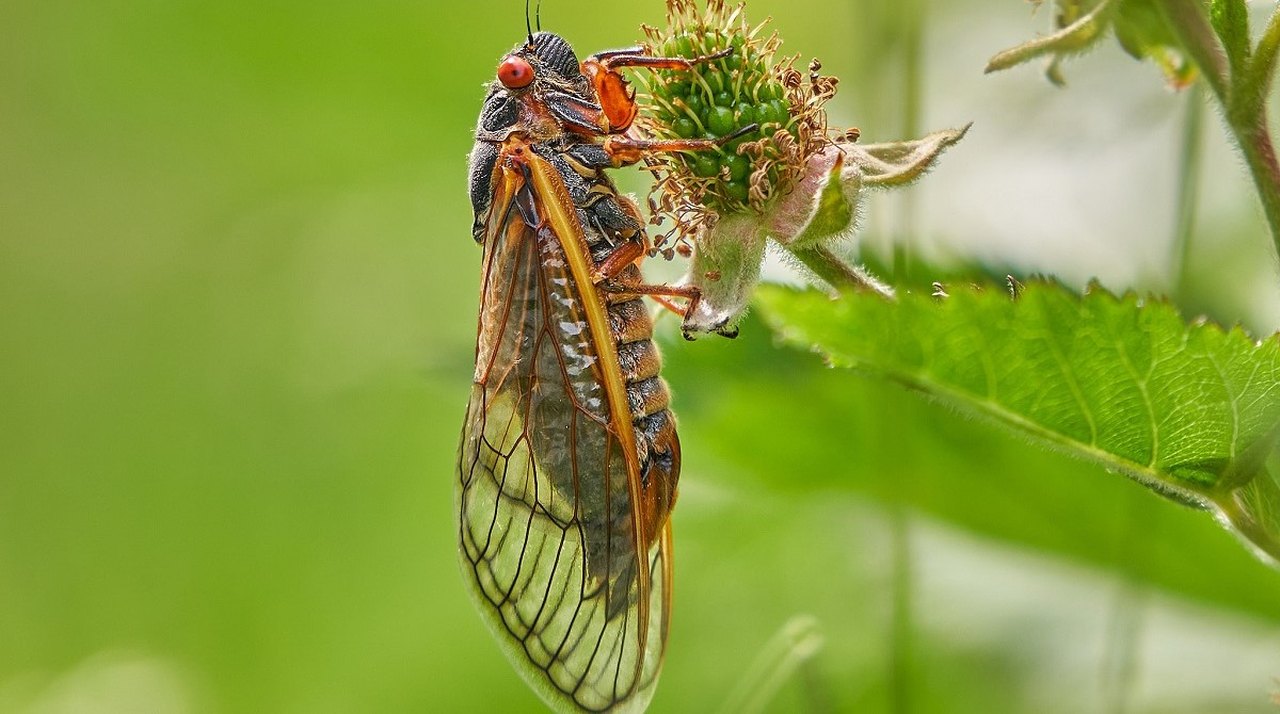A Double Emergence Of Cicadas Is Expected In 2024 In Arkansas