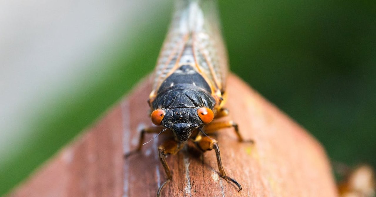 2024 A Double Emergence Of Cicadas In Alabama Is Expected