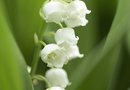 How to Plant Lily of the Valley in the Spring | Home Guides | SF Gate