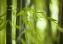 How to Propagate Bamboo from Cuttings | Home Guides | SF Gate