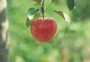 Leaf Curl on Apple Trees | Home Guides | SF Gate