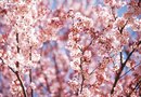 Do the Roots of the Weeping Cherry Damage Septic Systems? | Home Guides ...