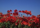 Diseases of the Poppy Plant | Home Guides | SF Gate
