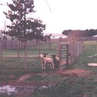 Cómo cuidar a un pequeño cordero