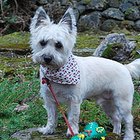 How to Fold a Dog Bandanna | Daily Puppy