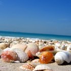 Cómo encontrar conchas marinas en la playa