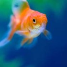 How many goldfish can fit in a 45 litre tank? | eHow UK