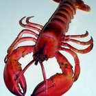 How to Cook Live Lobster