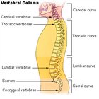 Treatment for a Bulging Disc