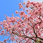 free download pruning cherry trees
