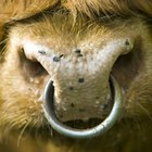 Why do bulls have rings in their noses? | eHow UK