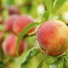 The best time to prune peach trees