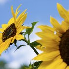 Adaptations of the sunflower plant | eHow UK