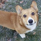 Some Soft Pembroke Welsh Corgis to Make You Smile | Daily Puppy