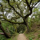 who is responsible for cutting overhanging tree branches california