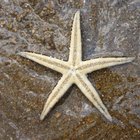 Cómo encontrar estrellas de mar 