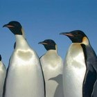 Acerca de los pingüinos de Madagascar