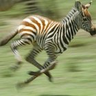 ¿Cuán rápido puede correr una cebra?