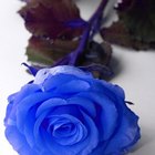 Cómo teñir de azul rosas blancas