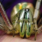Cómo identificar arañas con imágenes