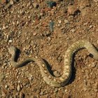 Cómo identificar a las serpientes cascabel bebés