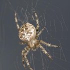 Cómo identificar las especies de arañas marrones y negras