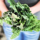 Kale 101: What is it, How Did it Suddenly Become Cool, and How Can I Get My Family to Eat It?